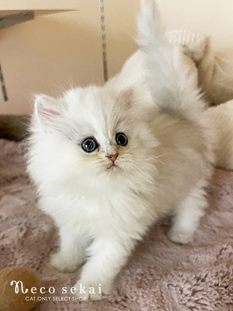 ペルシャ
