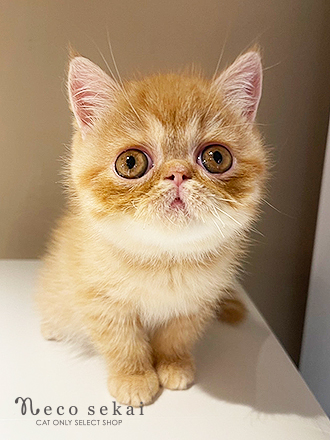 エキゾチックショートヘア
