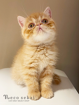 エキゾチックショートヘア